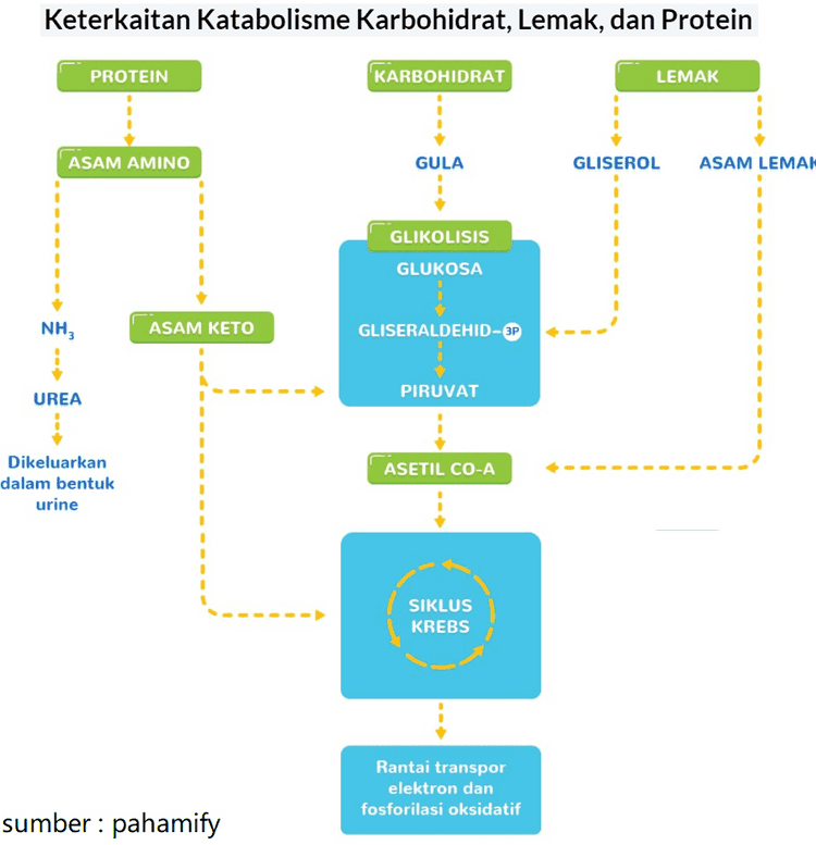 HO CO2 Light NADP+ ADP Light Reactions Calvin Cycle SATP 600 NADPH Chloroplast 02 [CH2O] (sugar) 
Keterkaitan Katabolisme Karbohidrat, Lemak, dan Protein PROTEIN KARBOHIDRAT LEMAK ASAM AMINO GULA GLISEROL ASAM LEMAN . GLIKOLISIS GLUKOSA NH ASAM KETO GLISERALDEHID-3P UREA PIRUVAT 1 1 ASETIL CO-A Dikeluarkan dalam bentuk urine 1 1 . 1 1 1 SIKLUS KREBS Rantai transpor elektron dan fosforilasi oksidatif sumber : pahamify 