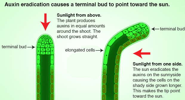 Auxin eradication causes a terminal bud to point toward the sun. Sunlight from above. The plant produces auxins in equal amounts around the shoot. The terminal bud shoot grows straight terminal bud elongated cells Sunlight from one side. The sun eradicates the auxins on the sunnyside causing the cells on the shady side grown longer. This makes the tip point toward the sun. 
Dark-grown sunflower seedlings Light-grown sunflower seedlings 
Without light With light Day 5 