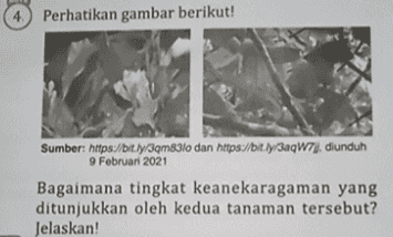 4 Perhatikan gambar berikut! Sumber: https://bit.ly/3m8310 dan https://bit.ly/3a9W7j. diunduh 9 Februari 2021 Bagaimana tingkat keanekaragaman yang ditunjukkan oleh kedua tanaman tersebut? Jelaskan! 
