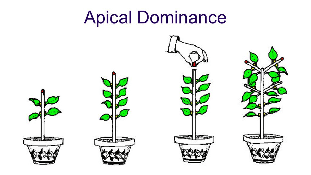 Apical Dominance 