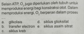 Selain ATP, O, juga diperlukan oleh tubuh untuk memproduksi energi bagi konstraksi otot. Dalam memproduksi energi, O, berperan dalam proses a glikolisis d. siklus glioksilat b. transfer electron e. siklus asam sitrat C. siklus kreb 