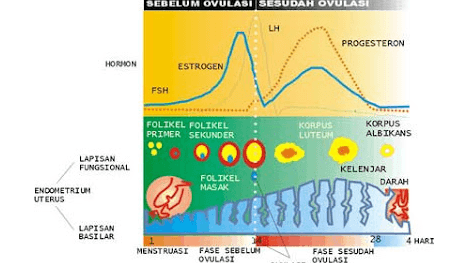 SEBELUM OVULASI SESUDAH OVULASI LH PROGESTERON HORMON ESTROGEN FSH FOLIKEL FOLIKEL PRIMER SEKUNDER KORPUS LUTEUM KORPUS ALBIKANS LAPISAN FUNGSIONAL FOLIKEL MASAK KELENJAR DARAH ENDOMETRIUM UTERUS LAPISAN BASILAR 4 HART MENSTRUASI FASE SEBELUM OVULASI 28 FASE SESUDAH OVULAST 