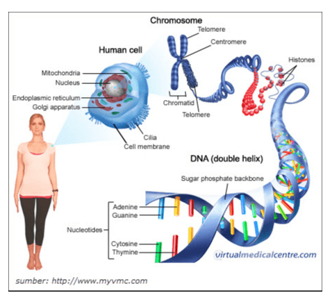 Chromosome Telomere Centromere Human cell Histones Mitochondria Nucleus Endoplasmic reticulum Golgi apparatus Chromatid Teloniere Clia cell membrane DNA (double helix) Sugar phosphate backbone Adenine Guanine Nucleotides Cytosine - Thymine virtualmedicalcentre.com sumber: http://www.myvmc.com 