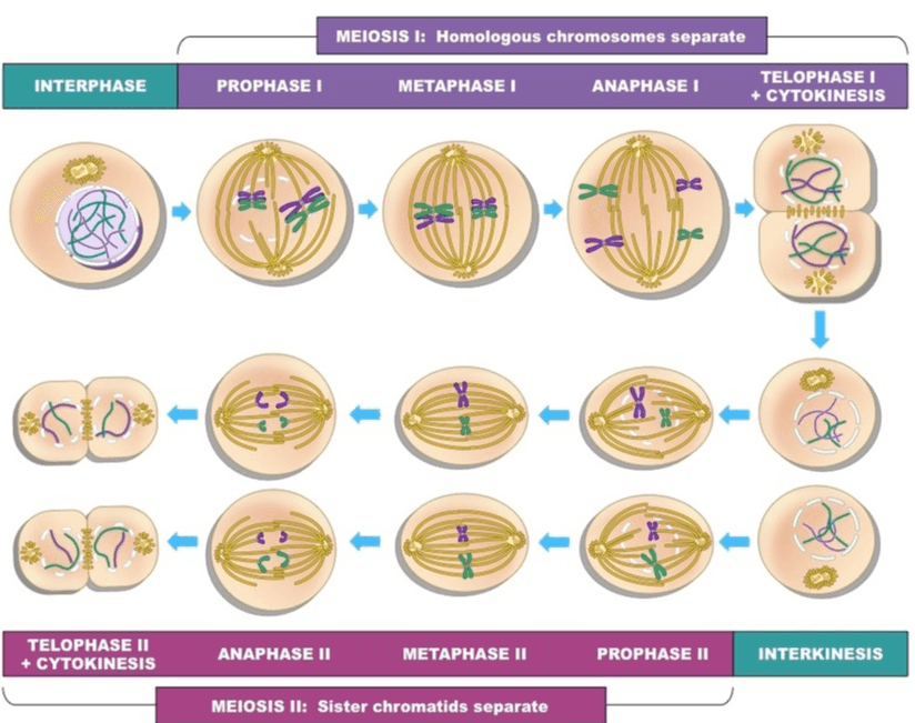 MEIOSIS 1: Homologous chromosomes separate INTERPHASE PROPHASE I METAPHASE 1 ANAPHASE 1 TELOPHASE 1 + CYTOKINESIS 96 15 25 38 35 poff0106 SID TELOPHASE II + CYTOKINESIS ANAPHASE II METAPHASE 11 PROPHASE II INTERKINESIS MEIOSIS II: Sister chromatids separate 