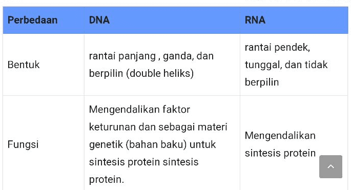 Periode pendek karena mudah Keberadaannya Permanen. terurai. 
Jenis Basa Nitrogen Purin (adenin dan guanin) gugus fosfat, dan Pirimidin (sitosin dan timin) Purin (adenin dan guanin) dan Pirimidin (sitosin dan urasil) Kadar Tetap, tidak dipengaruhi oleh aktivitas sintesis protein. Berubah-ubah sesuai sesuai dengan jumlah sintesis protein yang dibutuhkan. 
Perbedaan DNA RNA Bentuk rantai panjang, ganda, dan berpilin (double heliks) rantai pendek, tunggal, dan tidak berpilin Fungsi Mengendalikan faktor keturunan dan sebagai materi genetik (bahan baku) untuk sintesis protein sintesis protein. Mengendalikan sintesis protein 
Letak Berada dalam nukleus, kloroplas, mitokondria Berada dalam nukleus, sitoplasma, kloroplas, mitokondria Komponen Gula Deoksiribosa Ribosa Ukuran Panjang Pendek Purin (adenin dan guanin) Purin (adenin dan guanin) dan Jenis Basa 