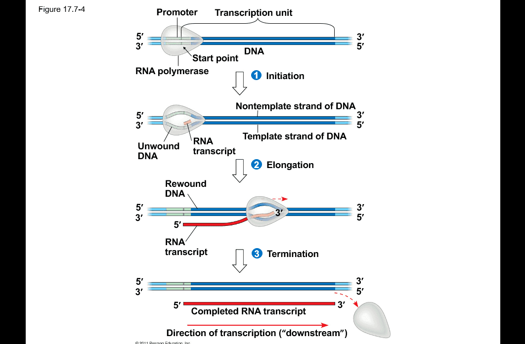 Figure 17.7-4 Promoter Transcription unit 3' 5' 3' DNA Start point RNA polymerase 1 Initiation เว ตัว Nontemplate strand of DNA 3' 5' RNA Template strand of DNA transcript 2 Elongation Unwound DNA Rewound DNA 3' 5' 3' 3 5' RNA transcript 3 Termination 5' 3' 3' 5' 5' 3' Completed RNA transcript Direction of transcription ("downstream") a 211 