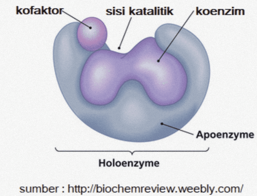 kofaktor sisi katalitik koenzim Apoenzyme Holoenzyme sumber : http://biochemreview.weebly.com/ 