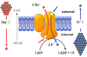 3 Na Omv external [Na] [K] internal - 90 mV 2 K O 1 ATP 1 ADP+1P 
Extracellulospace Pw NI 200g Climent b. Kotranspor ✓ Kotranspor adalah transpor zat yang mengaktifkan transpor zat lain melewati membran plasma. ✓ Kotranspor dibedakan menjadi dua, yaitu simport dan antiport. Traceluler space 