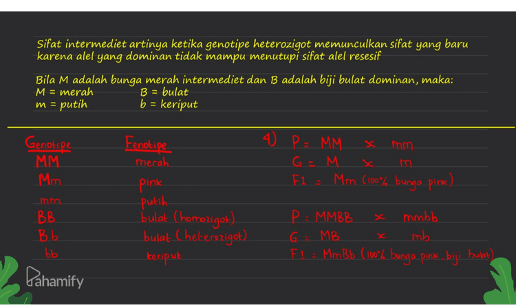 m = mm - Sifat intermediet artinya ketika genotipe heterozigot memunculkan sifat yang baru karena alel yang dominan tidak mampu menutupi sifat alel resesif Bila M adalah bunga merah intermediet Genotipe Fenotipe dan B adalah biji bulat dominan, maka: MM merah M = merah Mm - pink putih B = bulat putih b = keriput BB bulat Chomozigot) Bb bulat Cheterozigot) bb keriput 3) MM = bunga merah Mim bunga pink MMBB - bunga merah baji bulat. Pahamify Mm B b = bunga pink biji bulat 
Sifat intermediet artinya ketika genotipe heterozigot memunculkan sifat yang baru karena alel yang dominan tidak mampu menutupi sifat alel resesif Bila M adalah bunga merah intermediet dan B adalah biji bulat dominan, maka: M = merah B = bulat putih b = keriput m = 40 P = MM mm Genotipe MM G=M F1 - Mm (100% bunga pink) Fenotipe merah - pink putih bulat Chomozigot) bulat Cheterozigot) Keriput BB Bb P = MM BB mmbb G = MB mb F1 : MmBb (100% bunga pink, biji bubat) bb Pahamify 