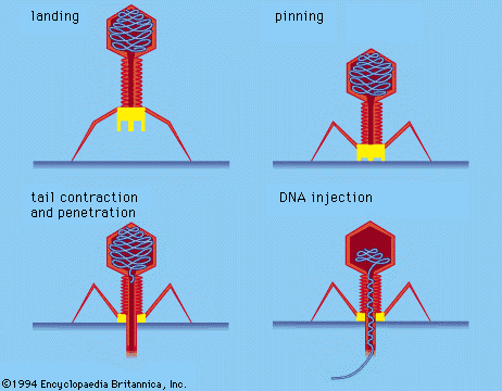 landing pinning tail contraction and penetration DNA injection ANA ©1994 Encyclopaedia Britannica, Inc. 