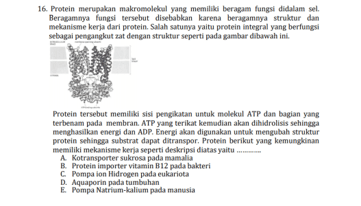 16. Protein merupakan makromolekul yang memiliki beragam fungsi didalam sel. Beragamnya fungsi tersebut disebabkan karena beragamnya struktur dan mekanisme kerja dari protein. Salah satunya yaitu protein integral yang berfungsi sebagai pengangkut zat dengan struktur seperti pada gambar dibawah ini. Protein tersebut memiliki sisi pengikatan untuk molekul ATP dan bagian yang terbenam pada membran. ATP yang terikat kemudian akan dihidrolisis sehingga menghasilkan energi dan ADP. Energi akan digunakan untuk mengubah struktur protein sehingga substrat dapat ditranspor. Protein berikut yang kemungkinan memiliki mekanisme kerja seperti deskripsi diatas yaitu A. Kotransporter sukrosa pada mamalia B. Protein importer vitamin B12 pada bakteri C Pompa ion Hidrogen pada eukariota D. Aquaporin pada tumbuhan E. Pompa Natrium-kalium pada manusia 