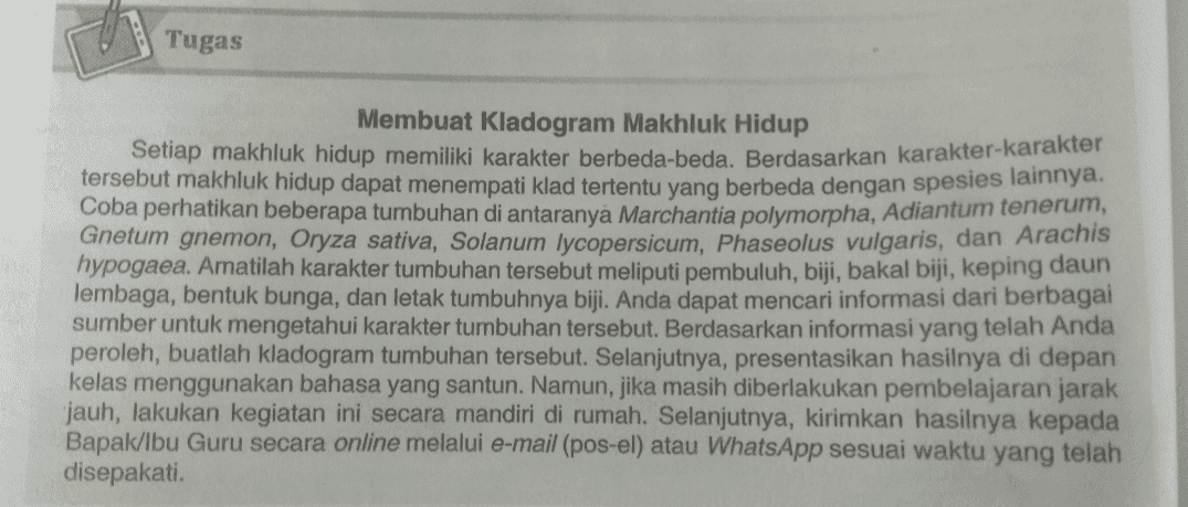Tugas Membuat Kladogram Makhluk Hidup Setiap makhluk hidup memiliki karakter berbeda-beda. Berdasarkan karakter karakter tersebut makhluk hidup dapat menempati klad tertentu yang berbeda dengan spesies lainnya. Coba perhatikan beberapa tumbuhan di antaranya Marchantia polymorpha, Adiantum tenerum, Gnetum gnemon, Oryza sativa, Solanum lycopersicum, Phaseolus vulgaris, dan Arachis hypogaea. Amatilah karakter tumbuhan tersebut meliputi pembuluh, biji, bakal biji, keping daun lembaga, bentuk bunga, dan letak tumbuhnya biji. Anda dapat mencari informasi dari berbagai sumber untuk mengetahui karakter tumbuhan tersebut. Berdasarkan informasi yang telah Anda peroleh, buatlah kladogram tumbuhan tersebut. Selanjutnya, presentasikan hasilnya di depan kelas menggunakan bahasa yang santun. Namun, jika masih diberlakukan pembelajaran jarak jauh, lakukan kegiatan ini secara mandiri di rumah. Selanjutnya, kirimkan hasilnya kepada Bapak/Ibu Guru secara online melalui e-mail (pos-el) atau WhatsApp sesuai waktu yang telah disepakati. 