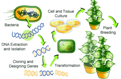 Cell and Tissue Culture Bacteria Plant Breeding Camoscas DNA Extraction and Isolation 2000 I Cloning and Designing Genes Transformation 2000 DOC DOC 