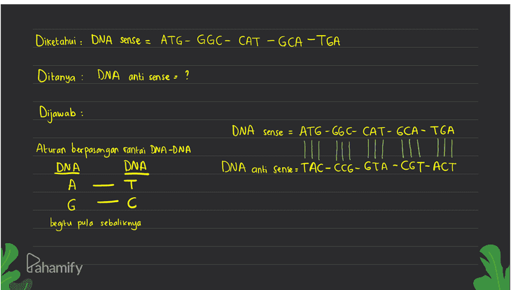 Diketahui : DNA Sense = ATG - GGC- CAT – GCA -TGA Ditanya : DNA anti sense : ? Dijawab: DNA sense = ATG-GG C- CAT-GCA - TGA DNA anti sense - TAC-CCG-GTA -CGT-ACT Aturan berpasangan rantai DNA-DNA DNA DNA A T G -c begitu pula sebaliknya Pahamify 
asam amino Kodon CAU histidin Diketahui : DNA sense = ATG - GGC- CAT – GCA -TGA TAC- CCG-GTA - CGT -ACT kodon / MRNA AUG - 66C CAU -GCA UGA DNA antisense = AUG metionin GA alanin UGA stop glysin Ditanya : ) urutan asam amino GGC - Kodon = Aug - GGC - CAU – GCA - UGA glysın – histidin - alanin – stop metionin - Dijawab: menentukan urutan asam amino dari hasil translasi. Translasi adalah penerjemahan mRNA (kodon) oleh tRNA di ribosom. Urutan asam-amino dapat dilihat dari tabel asam amino Pahamify 
Diketahui : DNA sense = ATG - GGC- CAT -GGA - TGA TAC - CCG -GTA - CGT - ACT DNA anti sense : Ditanya : mRNA (lo don) = ? Dijawab: rantai DNA yang menjadi Gunakan DNA antisense sebagai Cetakan DNA antisense : TAC-CCG-GTA - CGT - ACT cetakon untuk membentuk mRNA adalah rantai DNA antisense mRNA · AUG-GGC-CAU -GCA-UGA Aturan berpasangan rantai DNA -mRNA DNA mRNA u Pahamify А т А С G 