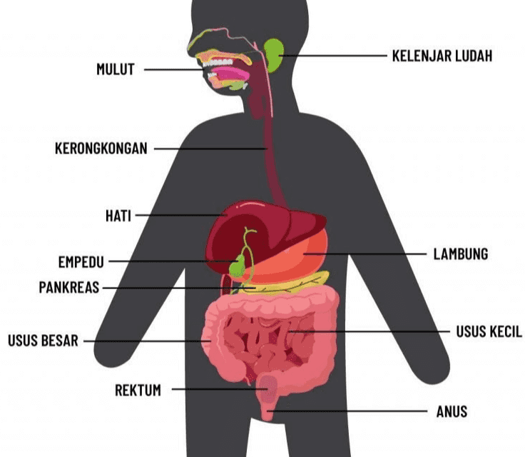Duodenum Jejunum Ileum 
KELENJAR LUDAH MULUT KERONGKONGAN HATI LAMBUNG EMPEDU PANKREAS USUS KECIL USUS BESAR REKTUM ANUS 