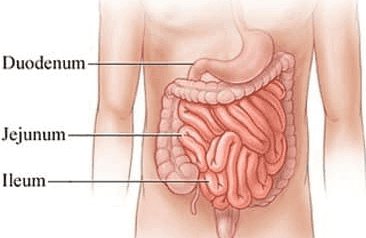 Duodenum Jejunum Ileum 
KELENJAR LUDAH MULUT KERONGKONGAN HATI LAMBUNG EMPEDU PANKREAS USUS KECIL USUS BESAR REKTUM ANUS 