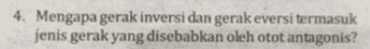 4. Mengapa gerak inversi dan gerak eversi termasuk jenis gerak yang disebabkan oleh otot antagonis? 