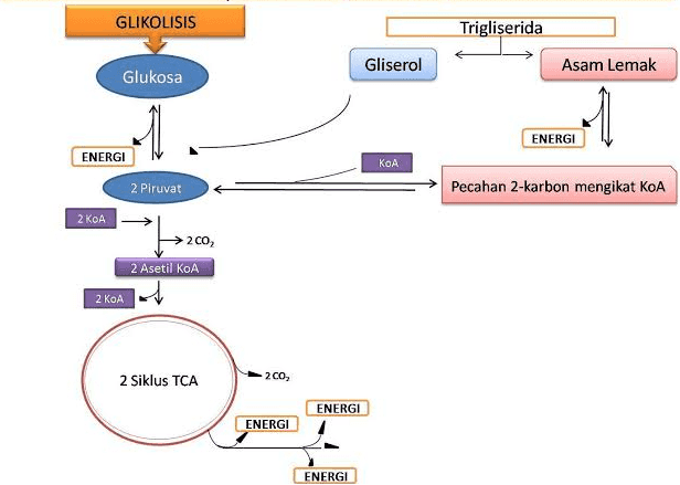 GLIKOLISIS Trigliserida Gliserol Asam Lemak Glukosa ENERGI ENERGI KOA 2 Piruvat Pecahan 2-karbon mengikat KOA 2 КоА 200 2 Asetil Ko 2 КоА 2 CO 2 Siklus TCA ENERGI ENERGI ENERGI 