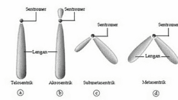 Sentromer Sentromer Sentromer Sentromet -Lengan - Lengan Telosentrik Suboretasentrak Metasentrak Alzosentrik 6 