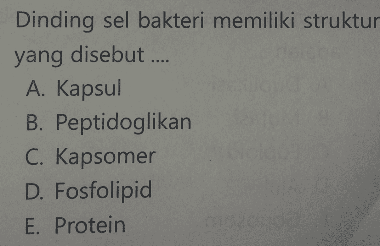 Dinding sel bakteri memiliki struktur yang disebut.... A. Kapsul B. Peptidoglikan C. Kapsomer D. Fosfolipid E. Protein 