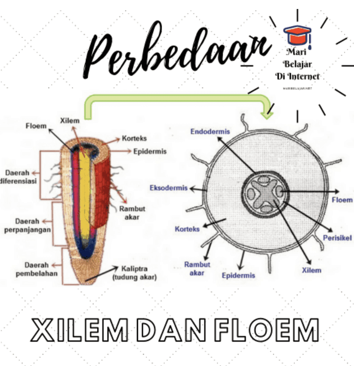 Perbedaar Mari Belajar Di Internet MARBELLURNET Xilem Floem Endodermis Korteks Epidermis Daerah diferensiasi Eksodermis Floem Rambut akar Daerah perpanjangan Korteks Perisikel Daerah pembelahan Kaliptra (tudung akar) Rambut akar Xilem Epidermis XILEM DAN FLOEM 