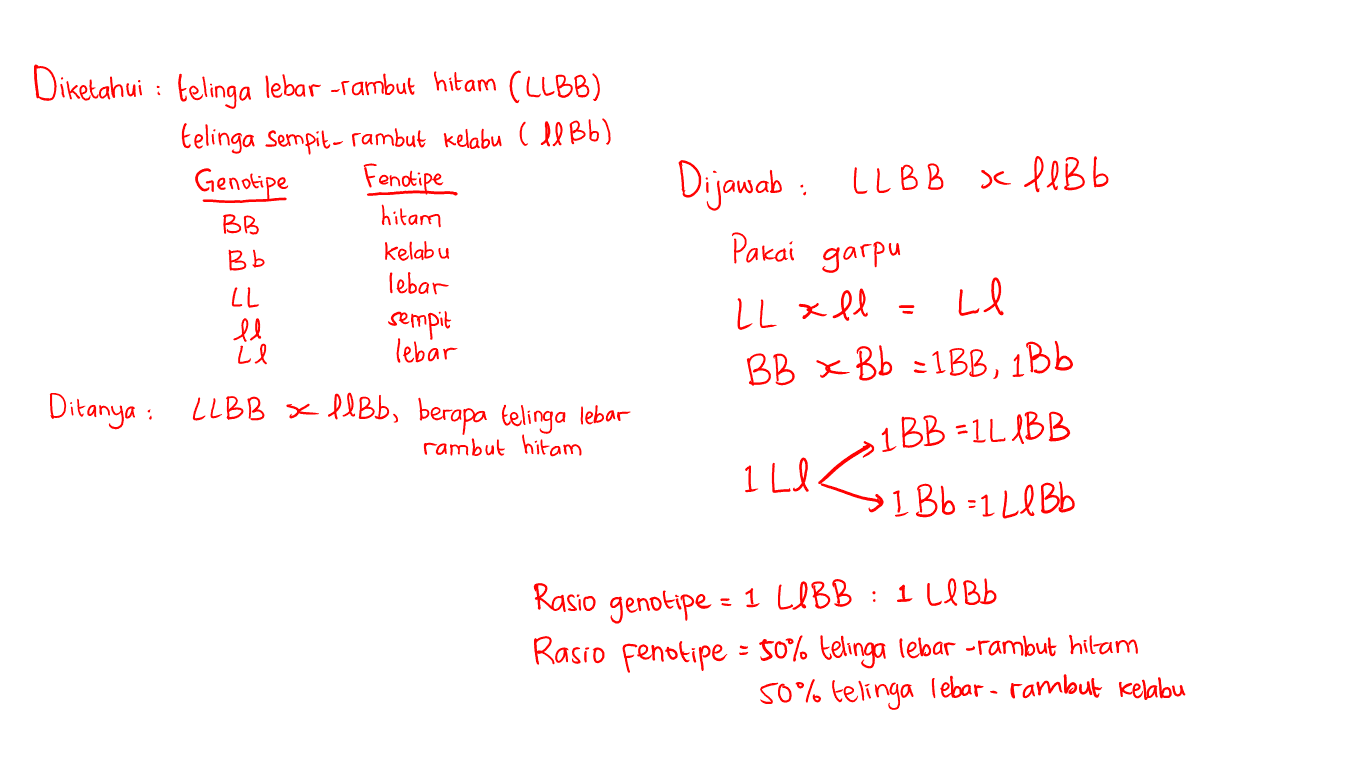 . Diketahui : telinga lebar-rambut hitam (LLBB) telinga Sempit-rambut kelabu allBb) Genotipe Fenotipe hitam kelabu lebar LL ll sempit ll lebar Ditanya : LLBB x flBb, berapa telinga lebar BB Bb Dijawab: LLB B x H Bb ll Pakai garpu LL xll Ll BB x Bb =1BB, 1Bb 1 BB =1L IBB rambut hitam ILI L » IBb=1 LlBb Rasio genotipe = 1 LIBB : 1 ll Bb Rasio fenotipe = 50% telinga lebar -rambut hitam 50% telinga lebar - rambut Kelabu 