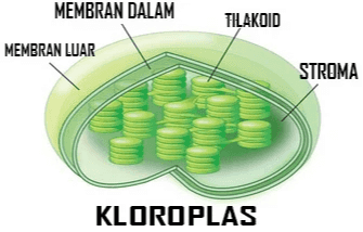 And, of course, sunlight. light Photosynthesis: H2O + CO2 + light =sugar Sugar is sent to all the places it is needed in the plant. CO2 from the air enters the leaf through pores called the stomata. Water (H2O) is absorbed by the roots and sent up the plant to the leaves 
MEMBRAN DALAM FILAKDID MEMBRAN LUAR STROMA KLOROPLAS 