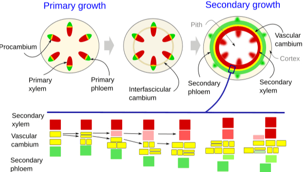 Primary growth Secondary growth Pith Vascular cambium Procambium Cortex Primary xylem Primary phloem Interfascicular cambium Secondary phloem Secondary xylem Secondary xylem Vascular cambium Secondary phloem 