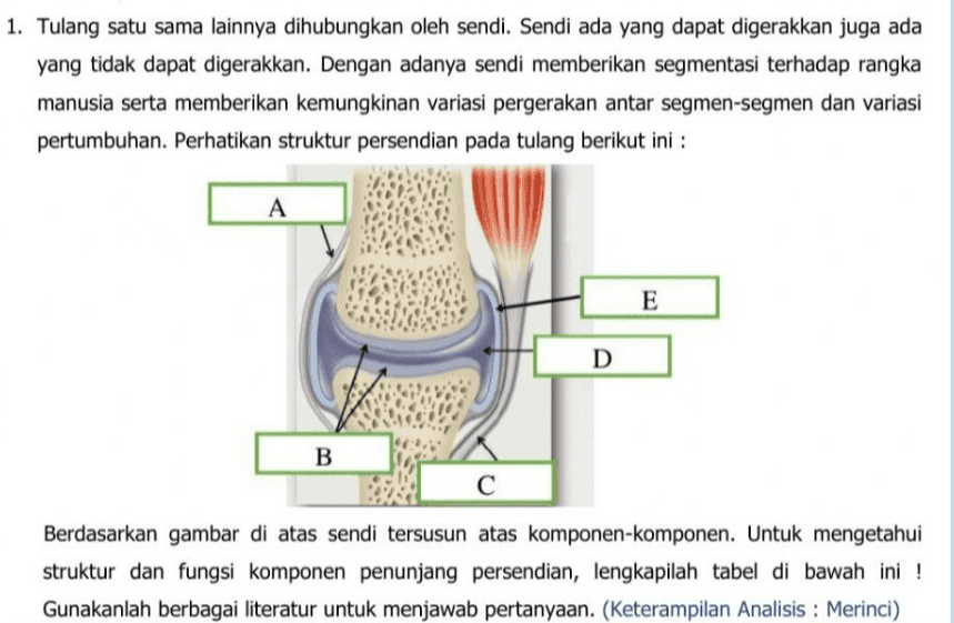 1. Tulang satu sama lainnya dihubungkan oleh sendi. Sendi ada yang dapat digerakkan juga ada yang tidak dapat digerakkan. Dengan adanya sendi memberikan segmentasi terhadap rangka manusia serta memberikan kemungkinan variasi pergerakan antar segmen-segmen dan variasi pertumbuhan. Perhatikan struktur persendian pada tulang berikut ini : A E D B С Berdasarkan gambar di atas sendi tersusun atas komponen-komponen. Untuk mengetahui struktur dan fungsi komponen penunjang persendian, lengkapilah tabel di bawah ini ! Gunakanlah berbagai literatur untuk menjawab pertanyaan. (Keterampilan Analisis : Merinci) 