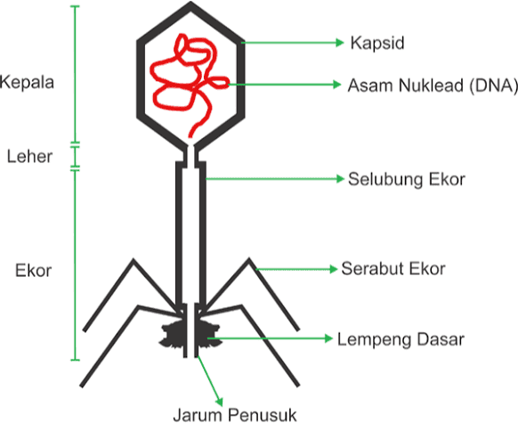 Kapsid Kepala Asam Nuklead (DNA) Leher Selubung Ekor Ekor Serabut Ekor Lempeng Dasar Jarum Penusuk 