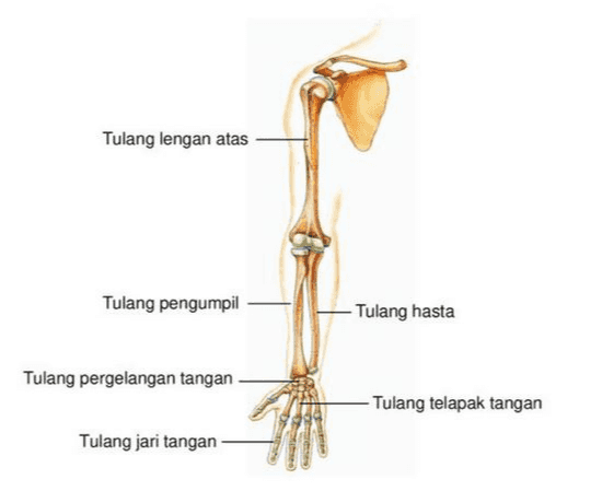 Tulang lengan atas Tulang pengumpil -Tulang hasta Tulang pergelangan tangan - Tulang telapak tangan Tulang jari tangan 
Tulang selangka (clavicula) Patah tulang selangka Tulang belikat (scapula) Tulang humerus Tulang dada (sternum) 