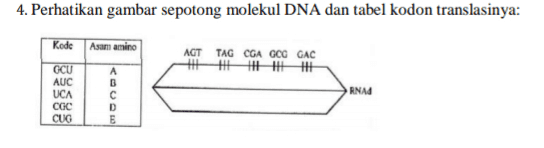 4. Perhatikan gambar sepotong molekul DNA dan tabel kodon translasinya: Kode Asam amino AGT TAG CGA GCC GAC HAHAH GCU AUC UCA CGC CUG CU RNA D E 