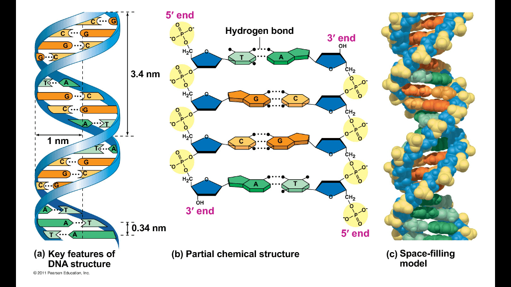 5' end CGG C G Hydrogen bond --- 3' end OH 3.4 nm G с AO o 1 nm H₂C с 7. G TA COG DO C. OH 3' end | 0.34 nm 5' end (b) Partial chemical structure (a) Key features of DNA structure © 2011 Pearson Education, Inc. (c) Space-filling model 