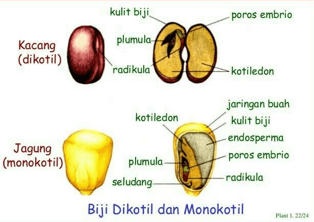 kulit biji poros embrio plumula Kacang (dikotil) radikula kotiledon jaringan buah kotiledon kulit biji endosperma Jagung (monokotil) poros embrio plumula seludang radikula Biji Dikotil dan Monokotil Plant 1. 22/24 