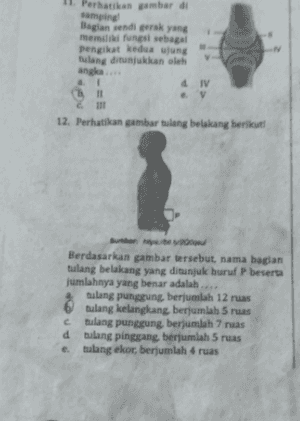 Perhatikan gambar di samping Bagian sendi gerak yang memiliki fungsi sebagai pengikat kedua ujung tulang ditunjukkan oleh angla IV V TI! 12. Perhatikan gambar tulang belakang berikut Berdasarkan gambar tersebut nama bagian tulang belakang yang ditunjuk huruf P beserta jumlahnya yang benar adalah tulang punggung berjumlah 12 ruas tulang kelangkang berjumlah 5 ruas chlang punggung berjumlah 7 ruas d tulang pinggang berjumlah 5 ruas tulang ekor, berjumlah 4 ruas 