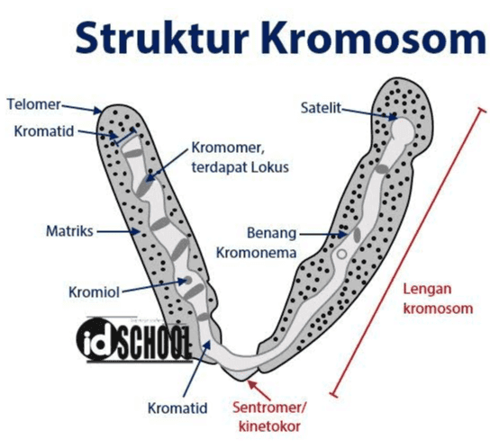 Struktur Kromosom Telomer- Kromatid Satelit- Kromomer, terdapat Lokus Matriks Benang Kromonema Kromiol Lengan kromosom id SCHOOL Kromatid Sentromer/ kinetokor 