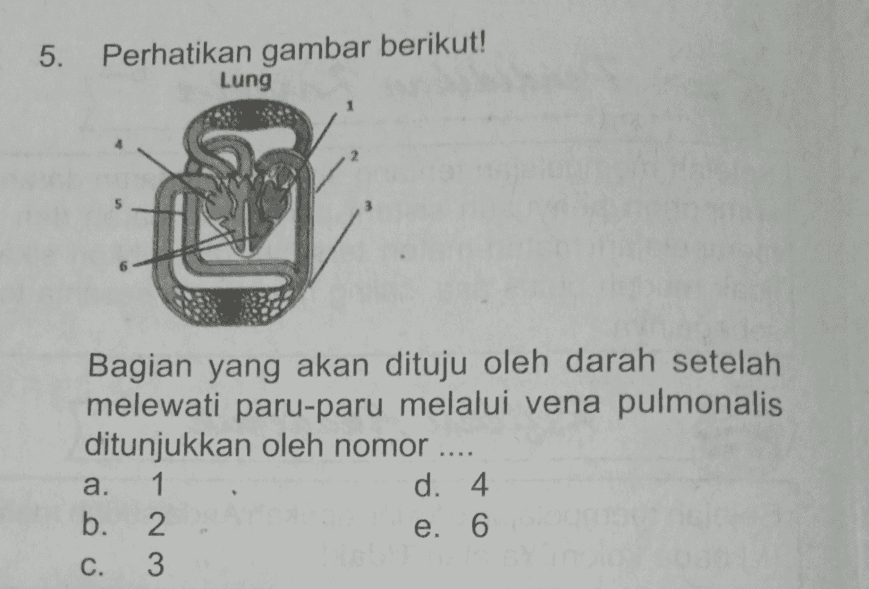 5. Perhatikan gambar berikut! Lung Bagian yang akan dituju oleh darah setelah melewati paru-paru melalui vena pulmonalis ditunjukkan oleh nomor .... 1 d. 4 b. 2 e. 6 C. 3 а. 