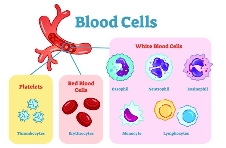 Tunica adventitia Vessel wall - Tunica media Tunica intima Blood vessel White blood cell Red blood cell Platelet 
Blood Cells White Blood Cells Platelets Red Blood Cells Basophil Neutrophil Eosinophil Thrombocytes Erythrocytes Monocyte Lymphocytes 