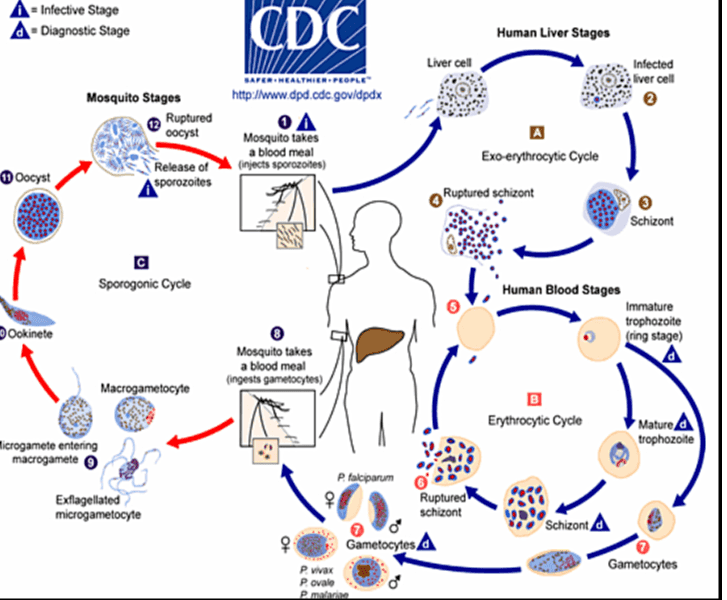 = Infective Stage A - Diagnostic Stage CDC Human Liver Stages Liver cell Infected iver cell Mosquito Stages Ruptured oocyst SAPER-HEALTHIER PEOPLE http://www.dpd.cdc.gov/dpdx OA Mosquito takes a blood meal (injects sporozoites) Exo erythrocytic Cycle Oocyst Release of sporozoites Ruptured schizont Schizont Sporogonic Cycle Human Blood Stages Immature trophozoite (ring stage) d Ookinete Mosquito takes a blood meal (ingests gametocytes) Macrogametocyte Erythrocytic Cycle Mature trophozoite Microgamete entering macrogamete © P. falciparum Exflagellated microgametocyte Ruptured schizont op Schizont +0 q 워 Gametocytes a P. Vivax Povalo Pemalari Gametocytes 