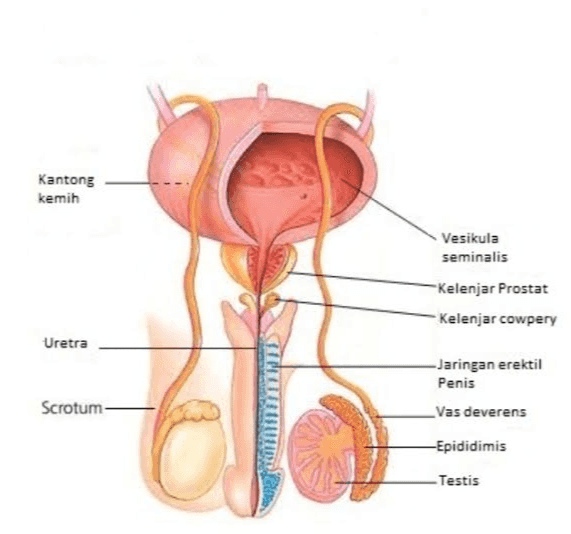 Kantong kemih Vesikula seminalis Kelenjar Prostat -Kelenjar cowpery Uretra -Jaringan erektil Penis _Vas deverens Scrotum -Epididimis Testis 