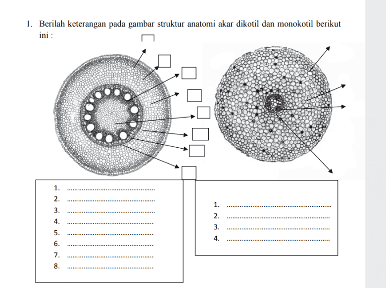 1. Berilah keterangan pada gambar struktur anatomi akar dikotil dan monokotil berikut ini : nimi 1. 1. 2 3 4. 5. 6. 7. 8. nimi 4. 