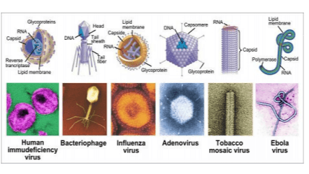 Lipid RINA Head Glycoproteins RA Cape Lipid Canide Capisomer DNA RU Capsid Poly Croid Reverse Lipid membrane Glycoprotein Glycoprotein pon Human Bacteriophage Influenza immudeficiency virus virus Adenovirus Tobacco mosaic virus Ebola virus 