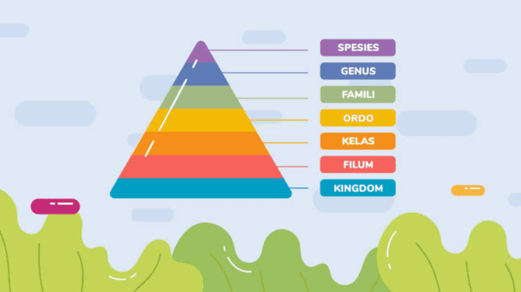 SPESIES GENUS FAMILI ORDO KELAS FILUM KINGDOM 