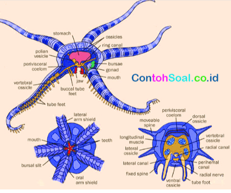 stomach Ossicles ring canal polion vesicle porivisceral coelom bursae gonad - mouth Contoh Soal.co.id vertebral Ossicle jaw buccal tube feet tube feet lateral arm shield perivisceral coelom moveable spine dorsal ossicle mouth tooth longitudinal muscle lateral ossicle vertebral ossile radial canal bursal slit lateral canal fixed spine - perihemal canal radial nerve tube foot oral arm shield ventral Ossicle 