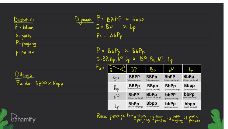 Diketahui : B = hitam b=putih Dijawab : P = BBPP x bbpp G = BP x bp Fs = BbPp x 1 P= panjang P-pendek ) Ditanya Fa dari BBPP x bbpp P = Bb Pp x Bb Pp G=BP, Bp, bp, bp & BP, Bp, bp, . bp F: BP Bp bP ВВРp BbPP BP ВВРp BBpp Bp BbPp BbPP BbPp bP BbPp Bbpp bbPp be be BbPp BBPP (hitam panjang) (hitam panjang) (hitam panjang) (hitam panjang) Bbpp (hitam panjang) (hitam pendek) (hitam panjang) (hitam pendek) bbPP (putih panjang) bbPp (hitam panjang) (hitam panjang) (putih panjang) bbpp (hitam panjang) (hitam pendek) (putih panjang) (putih pendek) Pahamify Rasio Fenotipe Fz=ghitam z hitam :3 putih panjang pender panjang pendek : 1 putih 
Diketahui : lahir 4 bayi gol.dar A,B,AB,0 golongan darah sistem A,B,0 dicendalikan 3 macam alel = I^,13 & 1° Dijawolo: a P=0²0 x 90 P: I'I° K I° 1° G = I° X ] F: IT°C0 orang tua bayi o c. P=0A XQB P- JAJA x - TW/ G=1A x I F - ] (AB) c. orang tua bayi AB a. Fenotipe А B AB genotipe IATA /[] [*]° / 1°T° IMDB 1° 1° b. P= 0 AB x 40 P=14]B x 1°T° G = 19, IS x I d. P=0BxQB P= ]}]x 1?] G-] x 15 F - 131°(B) d. : Ditanya : tentukan golongan darah orang masing-masing tua dari anak orang lua bayi B Pahamify F-IAI° & 18 Jº (A) & (B) b. orang tua bayi A 