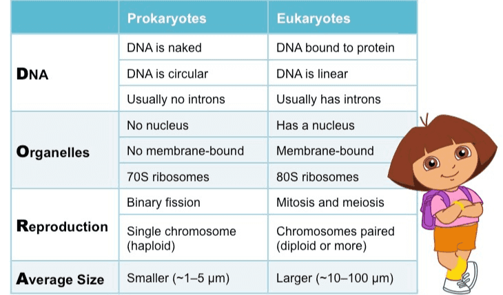 Capsule Cell Wall Nucleoid Membrane- Membrane- Enclosed Enclosed Organelles Nucleus DNA Ribosomes Cell Membrane Flagellum Eukaryotic cell Prokaryotic Cell 
Prokaryotes Eukaryotes DNA is naked DNA DNA is circular Usually no introns No nucleus No membrane-bound 70S ribosomes Binary fission DNA bound to protein DNA is linear Usually has introns Has a nucleus Membrane-bound 80S ribosomes Mitosis and meiosis Organelles Reproduction Single chromosome (haploid) Chromosomes paired (diploid or more) Average Size Smaller (-1-5 pm) Larger (~10–100 pm) 