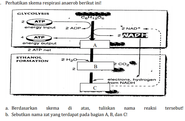 · Perhatikan skema respirasi anaerob berikut ini! GLYCOLYSIS CGH12O6 2 ATP energy input 2 ADP 2 NAD+ 2 NADH ATP energy output A 2 ATP net ETHANOL FORMATION 2 H2O B 2 electrons, hydrogen from NADH с reaksi tersebut! a. Berdasarkan skema di atas, tuliskan nama b. Sebutkan nama zat yang terdapat pada bagian A, B, dan C! 