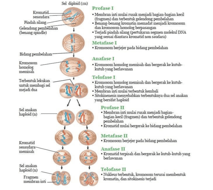 Gelendong pembelahan terbentuk Kromosom terdiri atas dua kromatid saudara Profase • Membran inti mulai rusak menjadi bagian-bagian kecil (fragmen) • Benang-benang kromatin memadat menjadi kromosom Membran inti Metafase Kromosom berjejer pada bidang pembelahan Gelendong pembelahan Sentrosom Bidang pembelahan Kromosom anakan Kromosom Anafase Kromatid saudara dari setiap pasangan memisah menuju kutub yang berlawanan . Pada akhir anafase kedua kutub sel memiliki kromosom yang jumlahnya sama Cincin pembelahan Sel anakan Telofase • Membran inti mulai kembali bergabung • Kromosom mulai meregang Fragmen membran inti 
Sel diploid (2n) Kromatid sesaudara Pindah silang- Gelendong pembelahan (benang spindle) Profase I • Membran inti mulai rusak menjadi bagian-bagian kecil (fragmen) dan terbentuk gelendong pembelahan Benang-benang kromatin memadat menjadi kromosom dan kromosom homolog berpasangan Terjadi pindah silang (pertukaran segmen molekul DNA yang sesuai diantara kromatid non saudara) Metafase I • Kromosom berjejer pada bidang pembelahan Bidang pembelahan Kromosom homolog memisah Terbentuk lekukan untuk membagi sel mejadi dua Il Sel anakan haploid (n) Anafase I Kromosom homolog memisah dan bergerak ke kutub- kutub yang berlawanan Telofase 1 Kromosom homolog memisah dan bergerak ke kutub- kutub yang berlawanan • Membran inti mulai terbentuk kembali Sitokinenesis menyebabkan terbentuknya dua sel anakan yang bersifat haploid Profase II • Membran inti mulai rusak menjadi bagian- bagian kecil (fragmen) dan terbentuk gelendong pembelahan Kromatid mulai bergerak ke bidang pembelahan Metafase II • Kromosom berjejer pada bidang pembelahan Anafase II Kromatid terpisah dan bergerak ke kutub-kutub yang berlawanan Kromatid sesaudara memisah Sel anakan haploid (n) Fragmen membran inti Telofase II Nukleus terbentuk, kromosom terurai membentuk kromatin, dan sitokinesis terjadi 