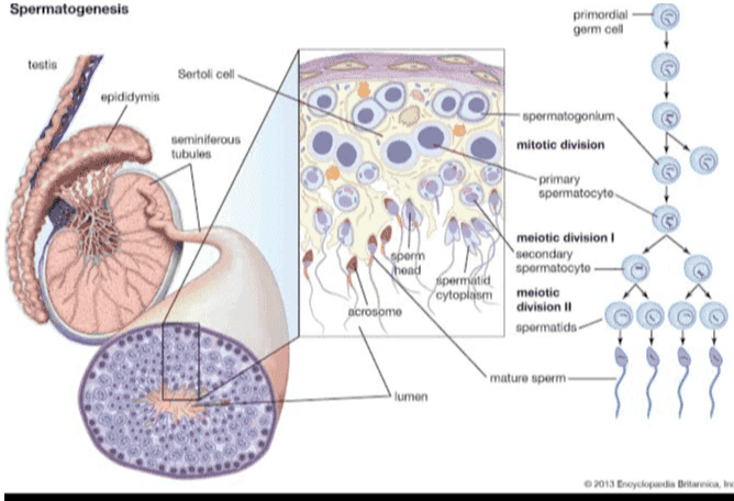 Spermatogenesis primordial germ coll testis Sertoli col epididymis seminiferous tubules spermatogonium mitotic division -primary spermatocyto meiotic division sperm secondary head spermatocyto spermatid cytoplasm meiotic acrosomo division 11 spermatics mature sperm lumen 2013 Dychopaedia Britanic, 