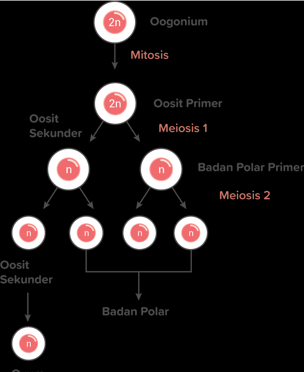 2n Oogonium Mitosis 2n Oosit Primer Oosit Sekunder Meiosis 1 Badan Polar Primer Meiosis 2 n n n n Oosit Sekunder Badan Polar n 